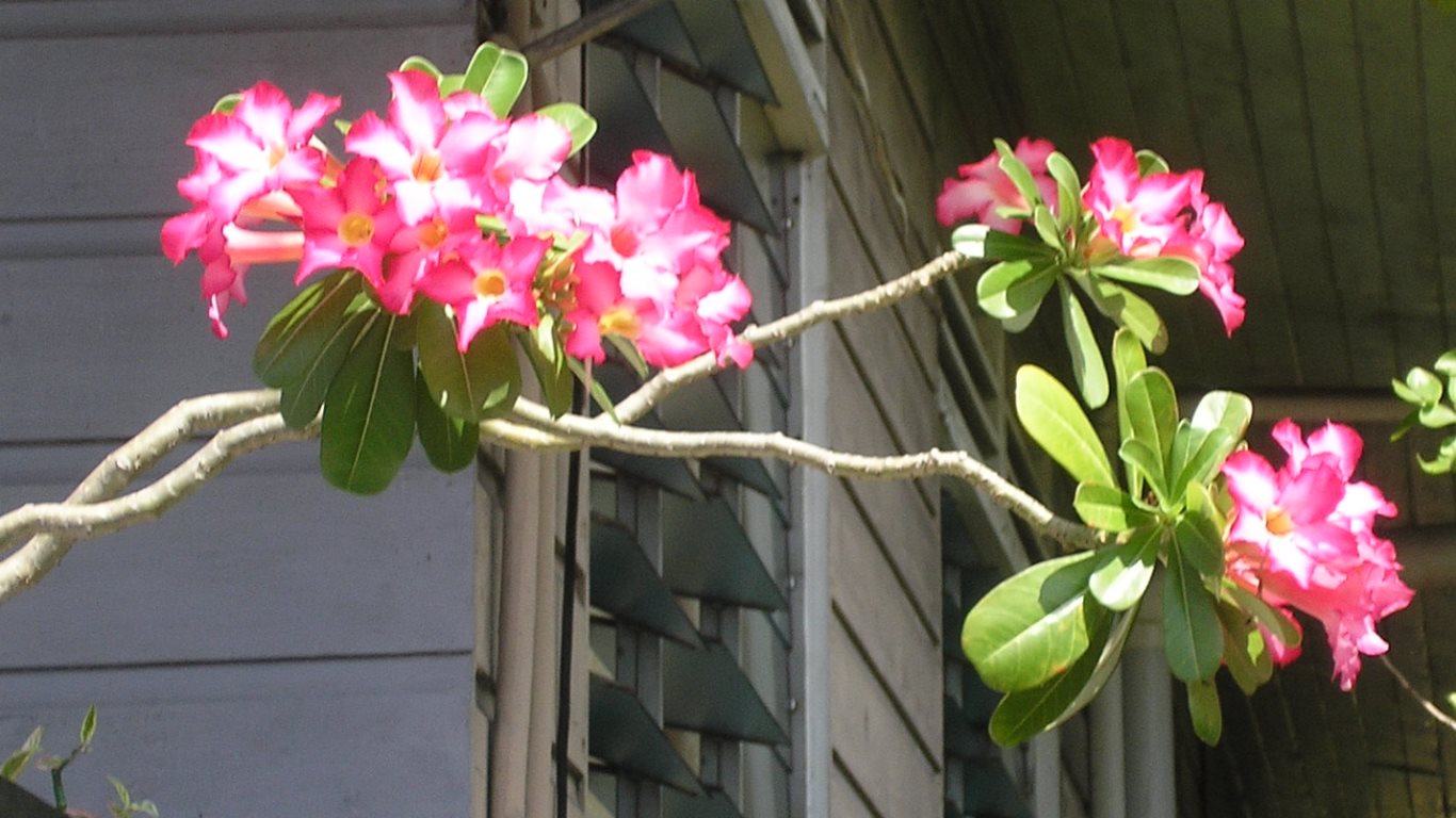 40_pink frangipani_san fernando_trinidad_20120221_P1010007E_tobagojo@gmail.com_1366w_768h